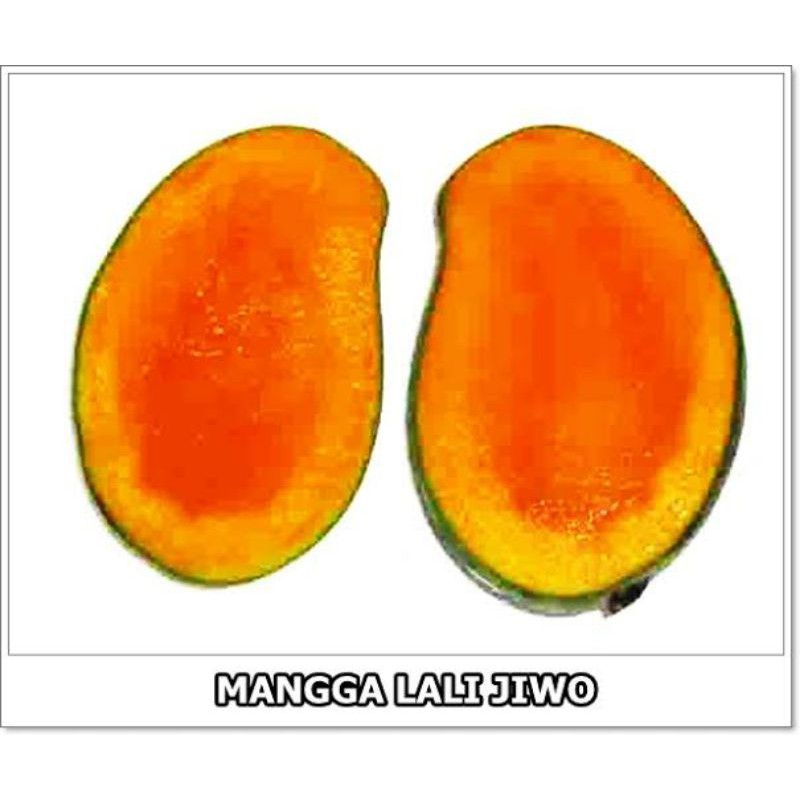 Bibit MANGGA LALIJIWO okulasi
