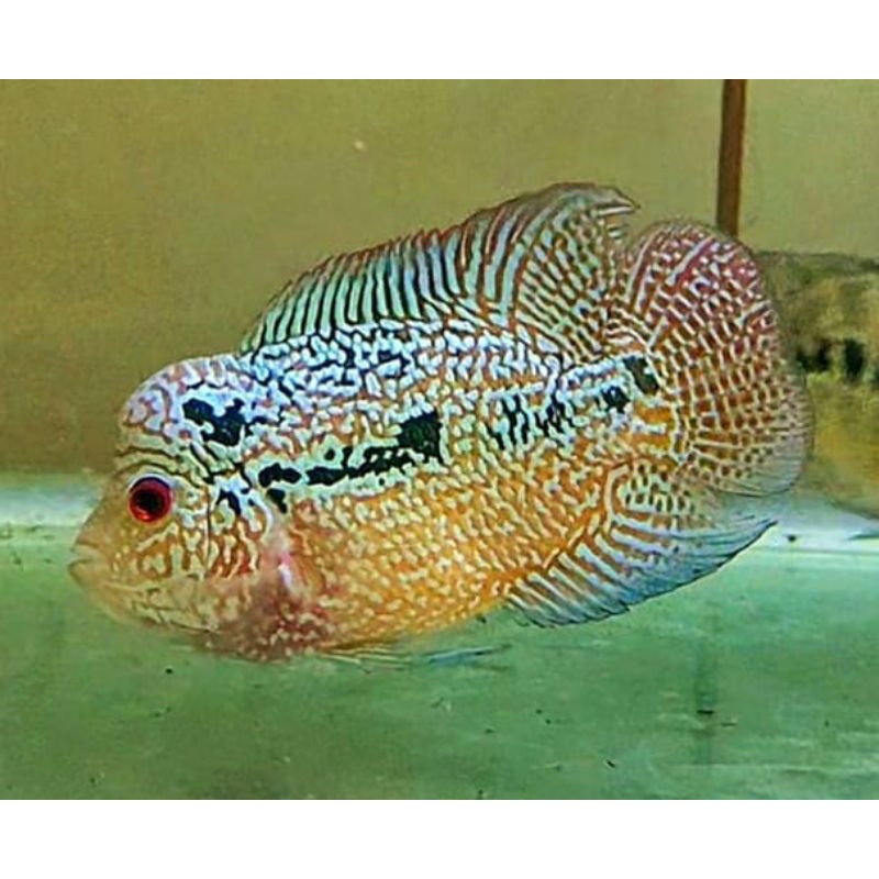 lohan cencu vs kamfa sudah progres sudah oke 12cm 100% jantan sudah jnong