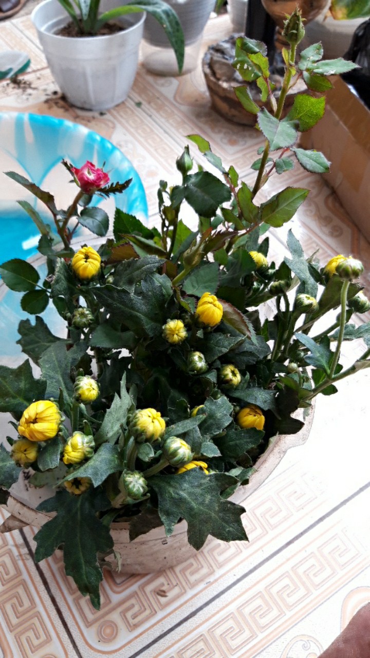 Tanaman Hias Bunga Krisan Pot Isi 5, 1 Warna