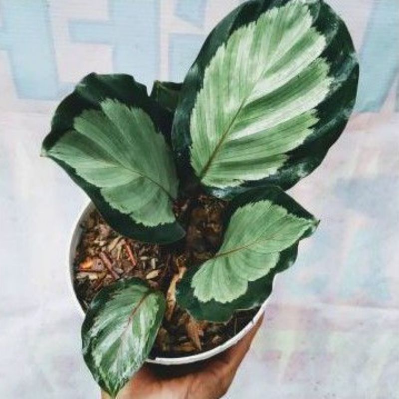Tanaman hias calathea drag star - calatea - ABR