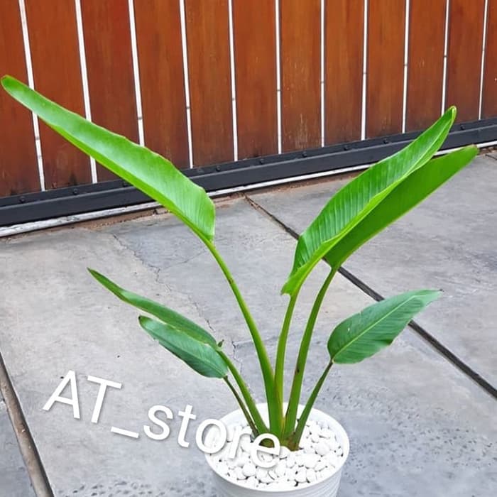 tanaman hias bibit pisang kipas - pisang kipas