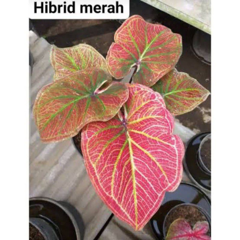bonggol keladi hybrid merah thailand langka