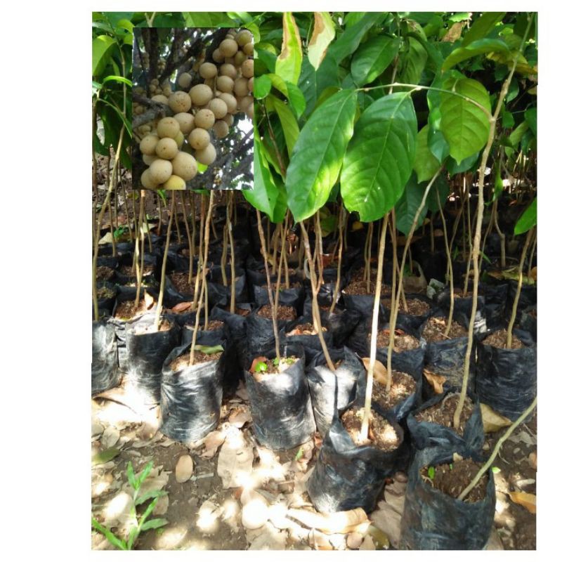 bibit duku tanpa biji