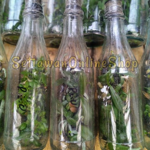 Bibit Tanaman Anggrek Botol Bulan hybrid - Siap tanam Murah