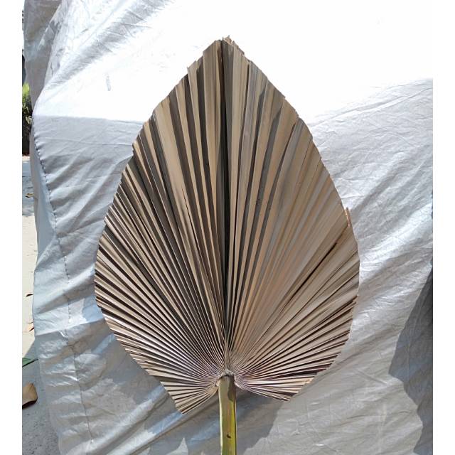 

Dried palm leaf brown