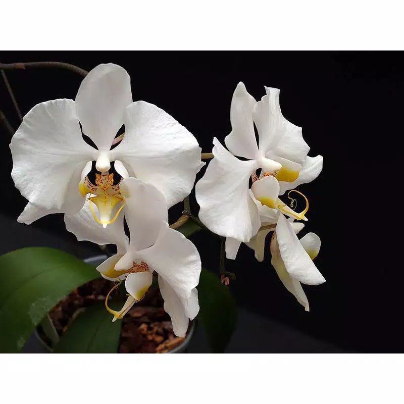 Anggrek bulan spesies/phalaenopsis Amabilis jawa tengah