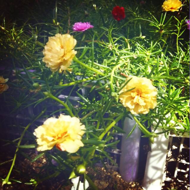

Portulaca / moserose impor intan