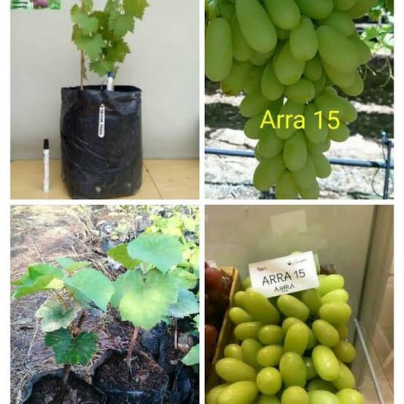 bibit anggur import ARRA 15