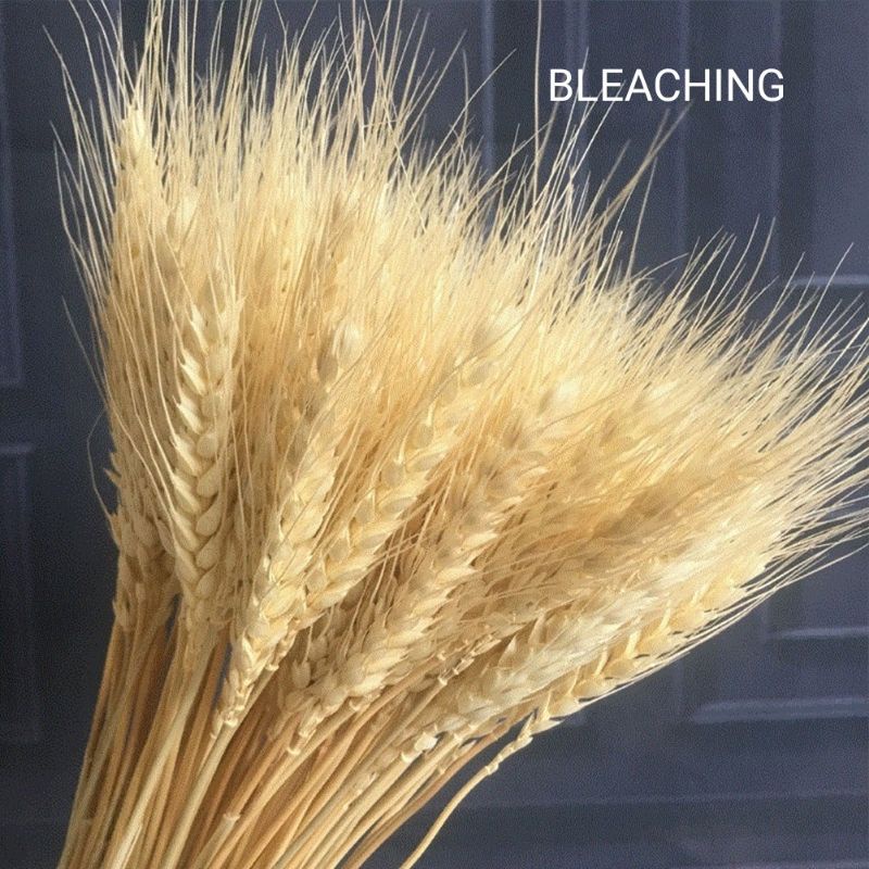 DRIED FLOWER 50 PCS BUNGGA SORGUM/GANDUM KERING WARNA BLEACHING