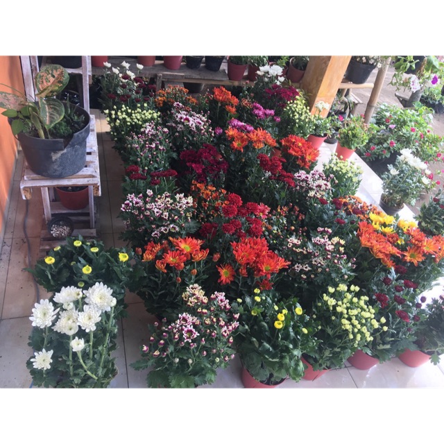 Bunga krisan hidup 10 000 Shopee Indonesia Bunga krisan hidup 10 000 Shopee Indonesia