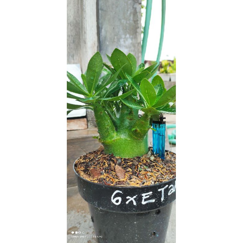 Adenium Arabikum Hybrid ID Godji X Emerald Tank