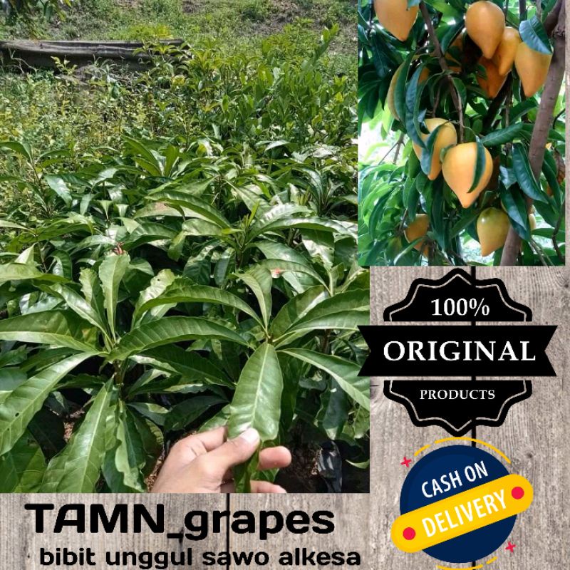 BIBIT SAWO MENTEGA / ALKESA OKULASI