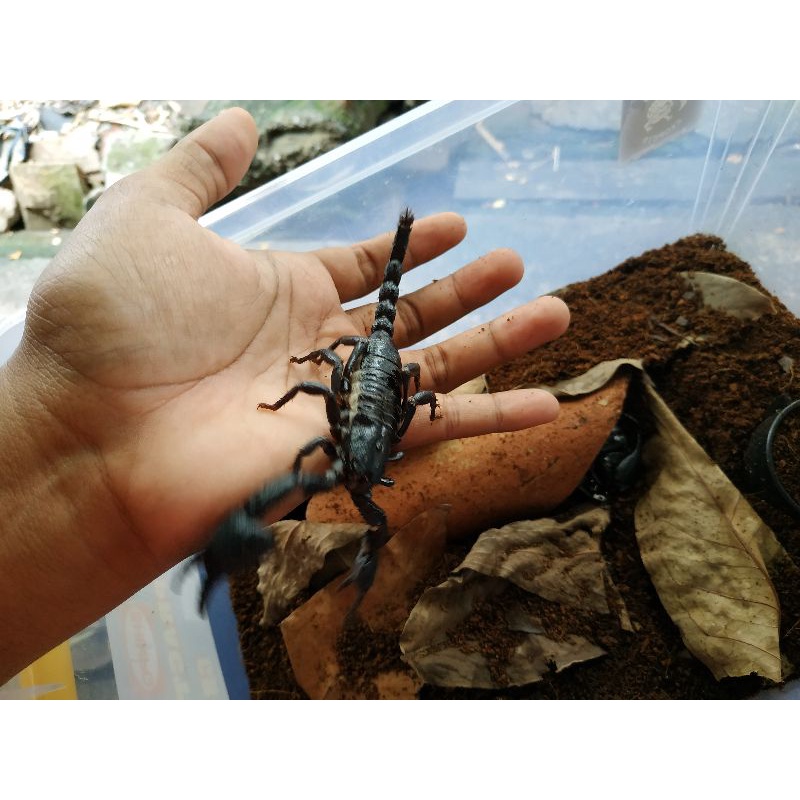 Asian Forest Scorpion/ Heterometrus Lomgimanus