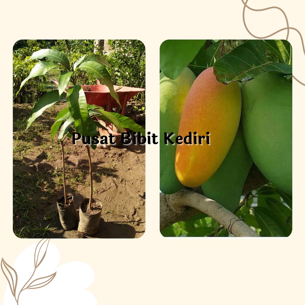 Bibit Buah Mangga Kiojay Super Jumbo
