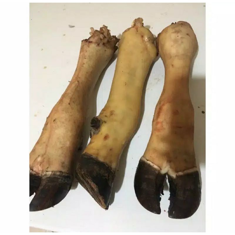 

Tunjang kaki/kaki sapi