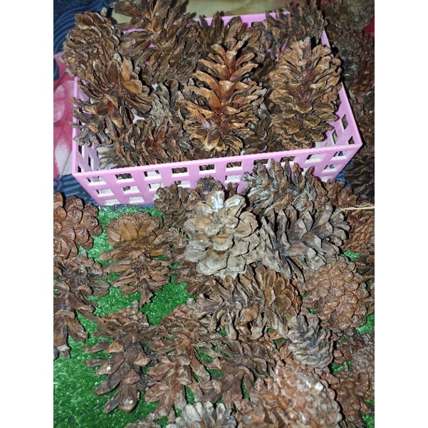 Mainan gigit gigitan / snack hamster pinecone / pine cone / pinus