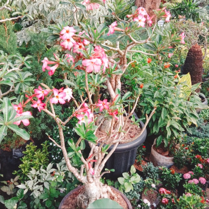 Tanaman hias bunga pohon Bonsai Kamboja Jepang