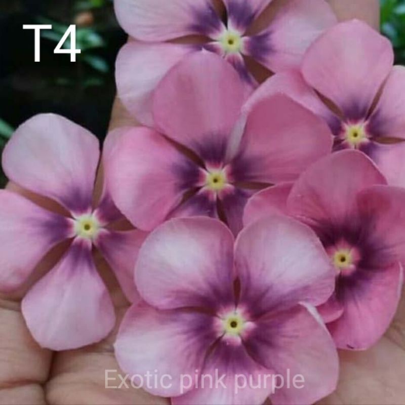 T4 biji benih bunga vinca tegak vinca exotic pink purple isi 12 biji fresh seed