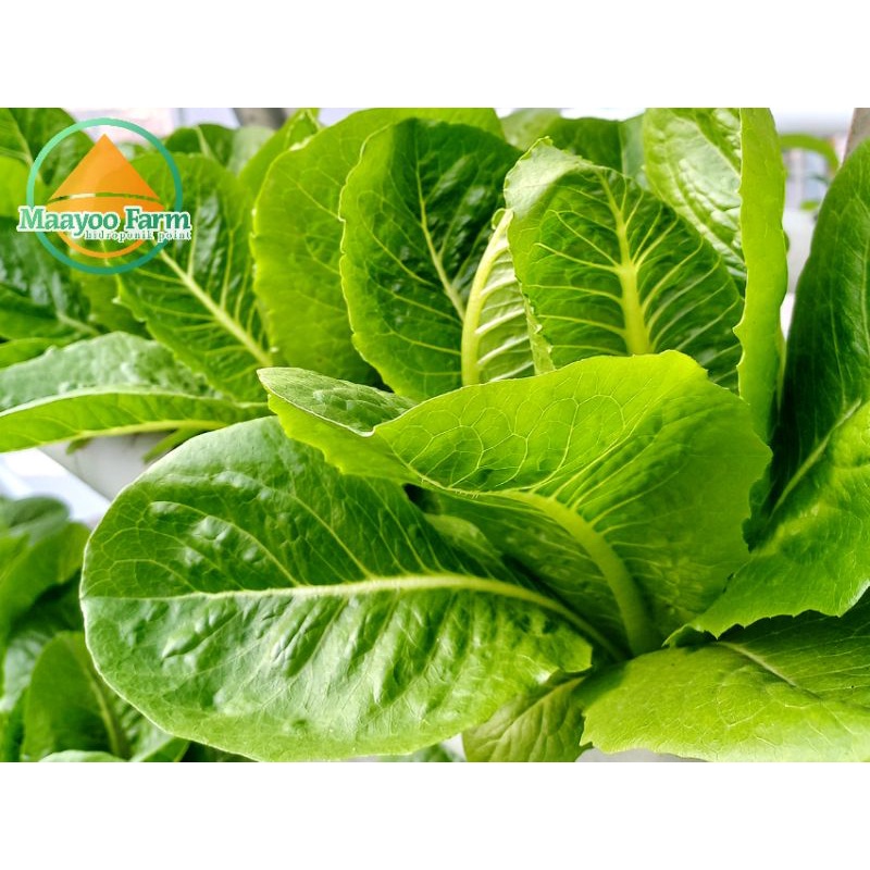 

ROMAINE LETTUCE HIDROPONIK