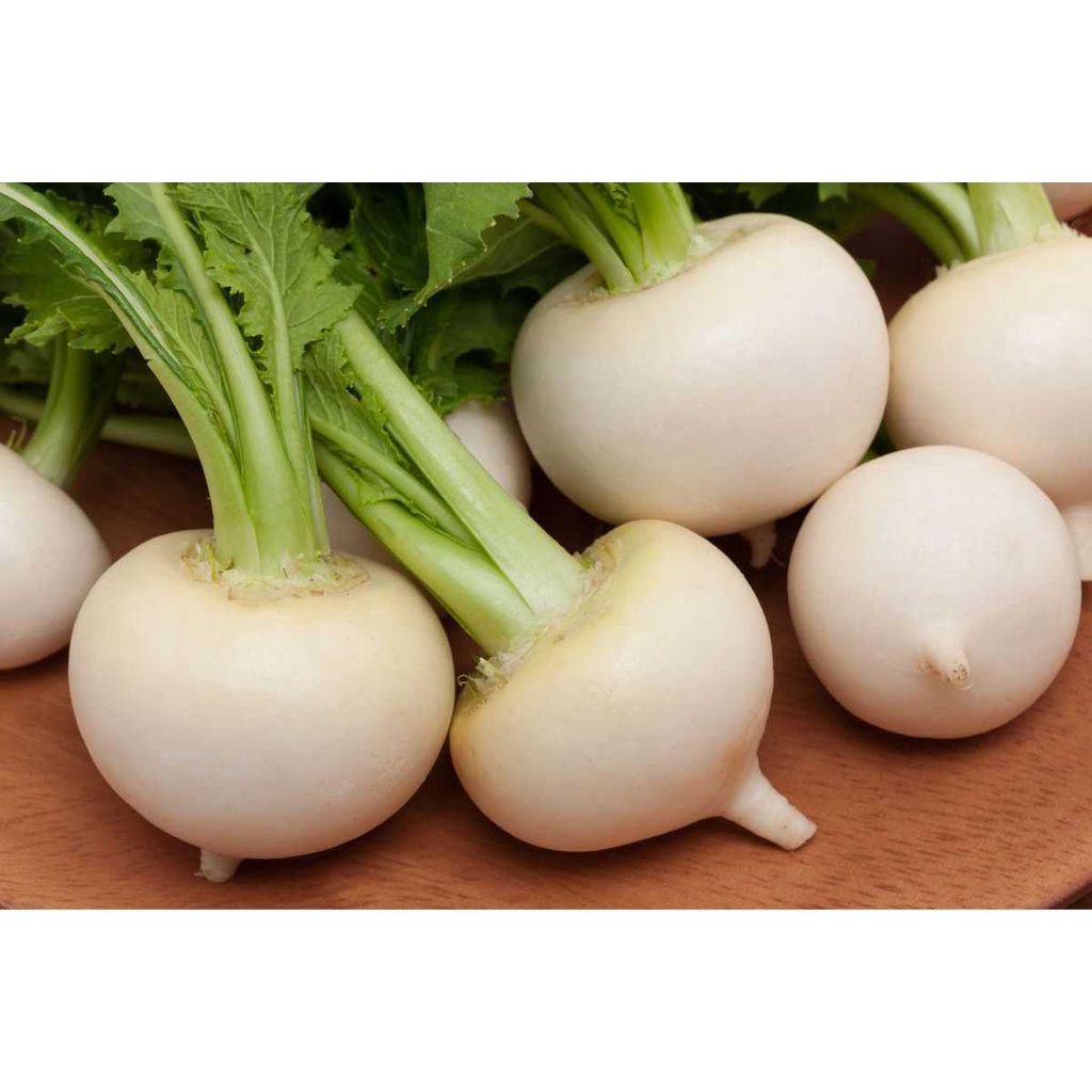 Benih Bibit Biji - Turnip White Egg Lobak Seeds - IMPORT