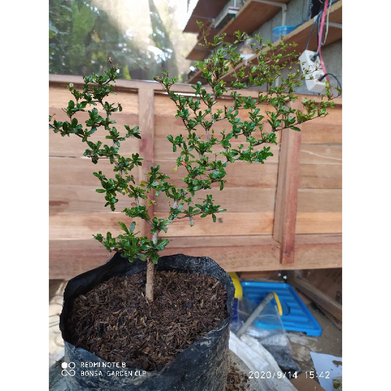 geometrik bucida  black olive