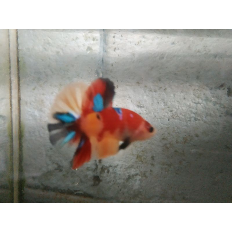 IKAN CUPANG NEMO EMERALD GALAXY