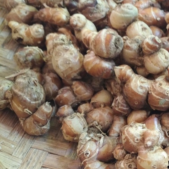 100gr kencur segar/cekur/kencur/kencur segar/kencur seblak/bahan minuman/bahan makanan/beras