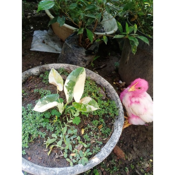 talas varigata talas dancow