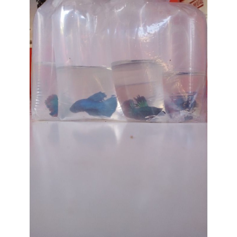 paketan 10 ekor ikan cupang HM