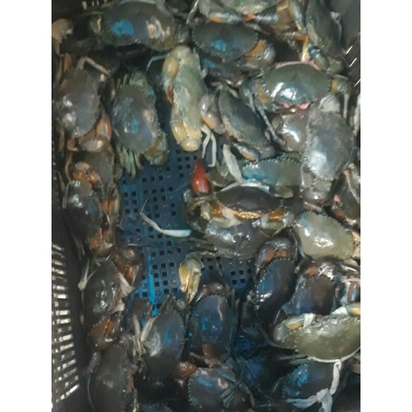 

kepiting telor frees