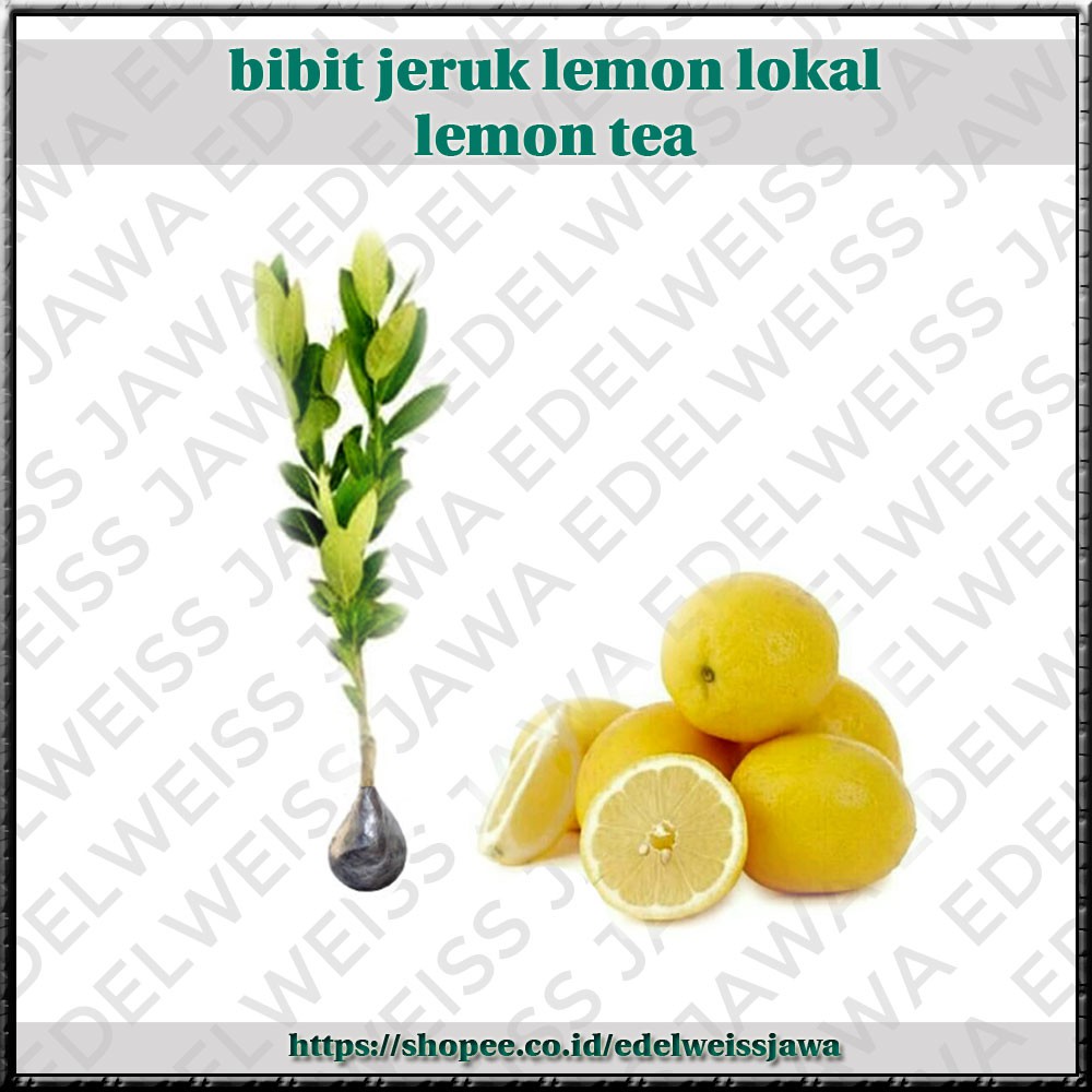 [OKULASI] Bibit Jeruk Lemon Lokal / Lemon Tea [Bibit Unggul]
