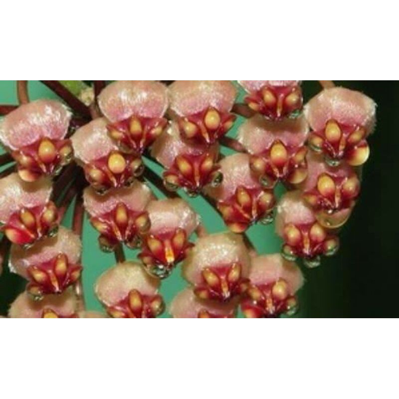 Hoya Kuhlii spesies Jawa