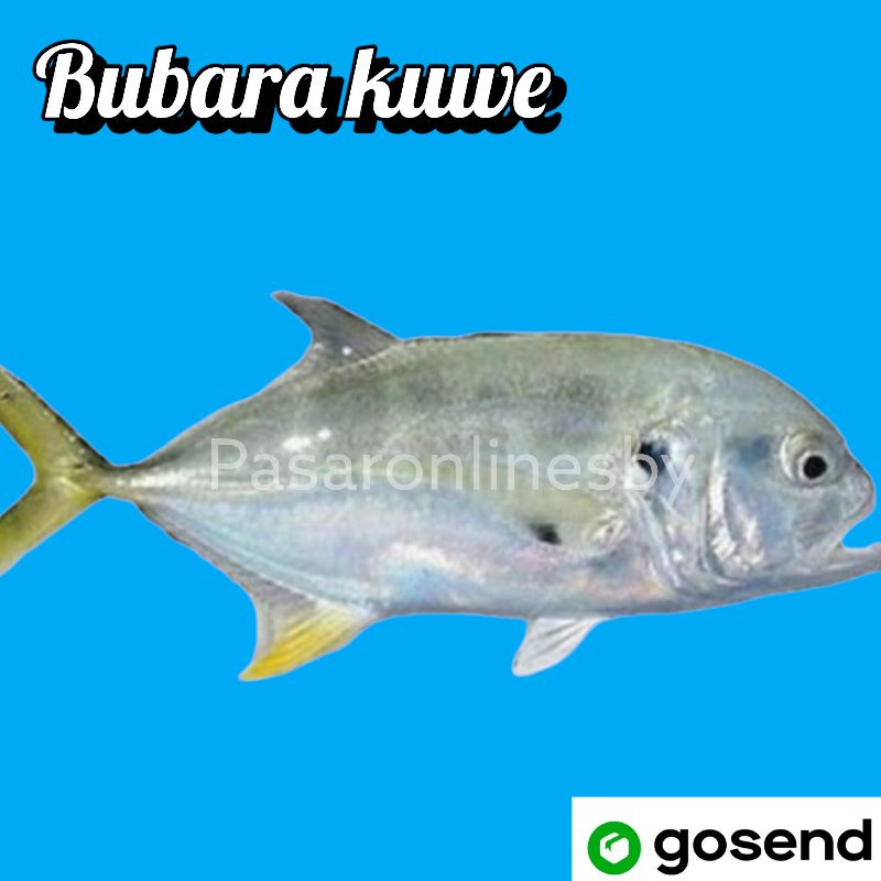 

Ikan Bubara/Ikan Kuwe segar per ekor