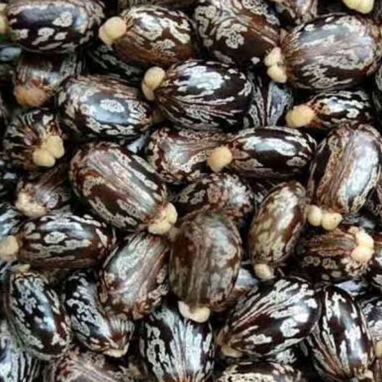 Biji Buah Jarak Kepyar Kering