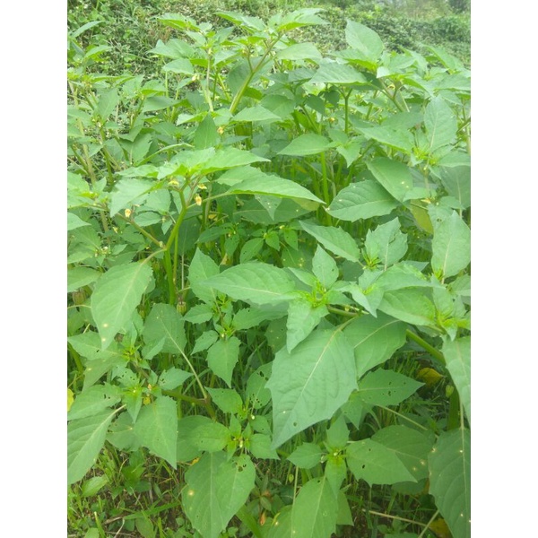 jual ciplukan daun akar pohon buah 1kg