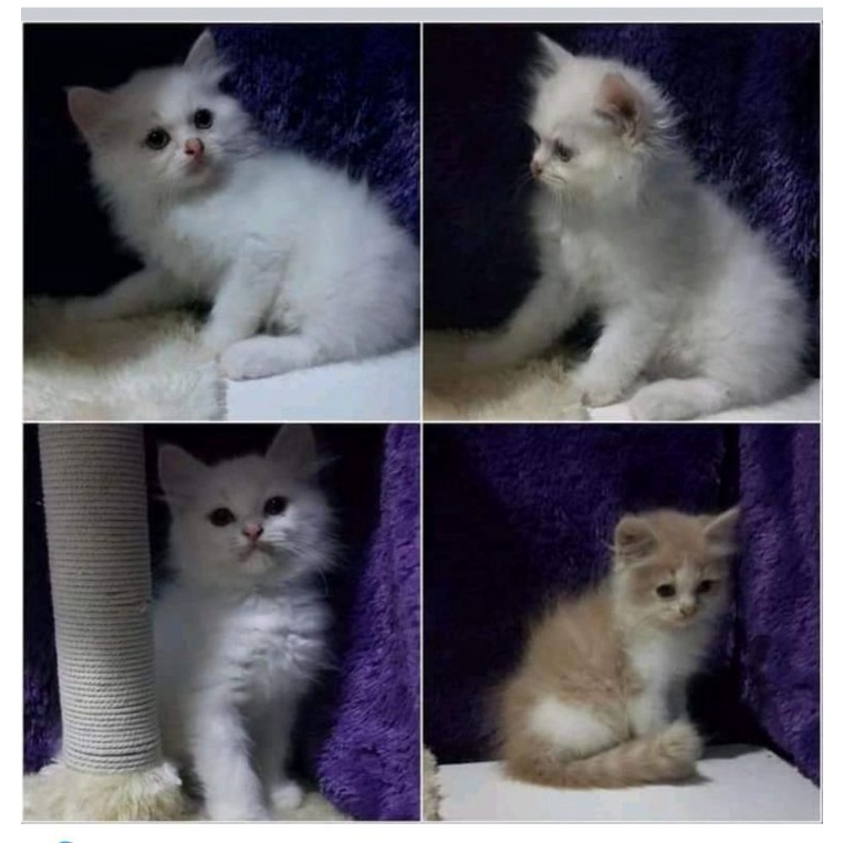 kitten Persia