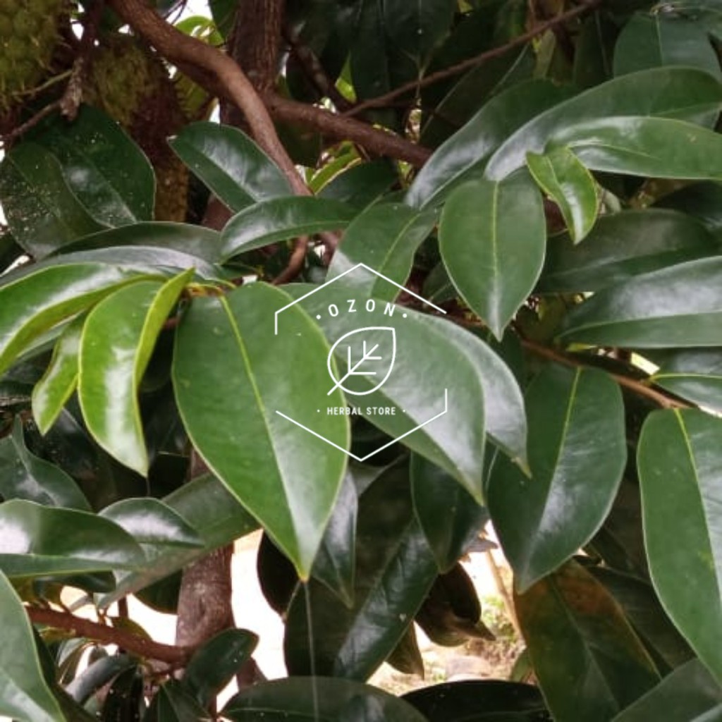 

Daun Sirsak Fresh 1kg