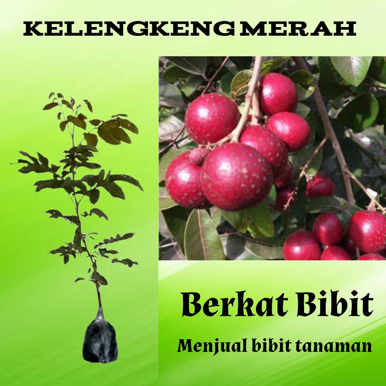 indukan Kelengkeng Merah Berbunga