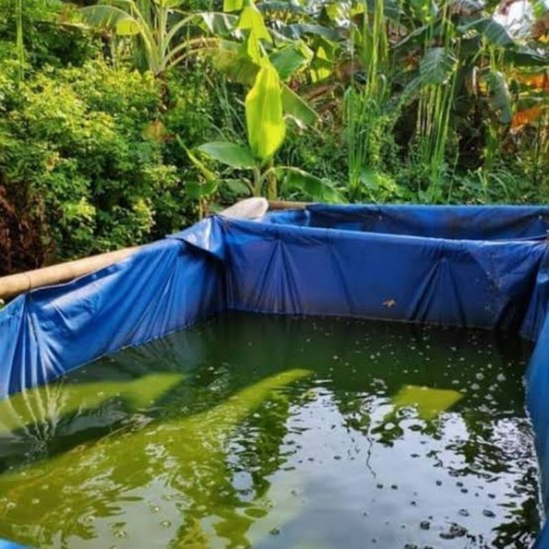 Green Water pakan Daphnia Magna Dan Kutu Air 1500ml