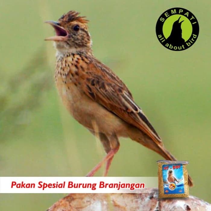 Pakan Burung Branjangan Super Nfbbf Shopee Indonesia