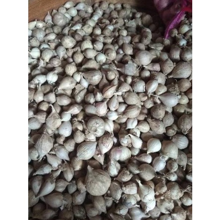 

MEN SALE Bawang Putih Tunggal / Lanang LOKAL 500 Gram jxwz190