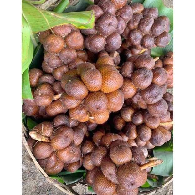 

Salak Bali Salak Sibetan Salak Manis Sepet