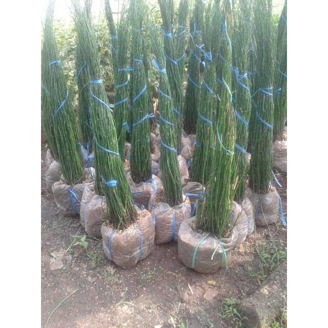 Jual pohon Bambu  Air  Tanaman hias bambu  air  Shopee 