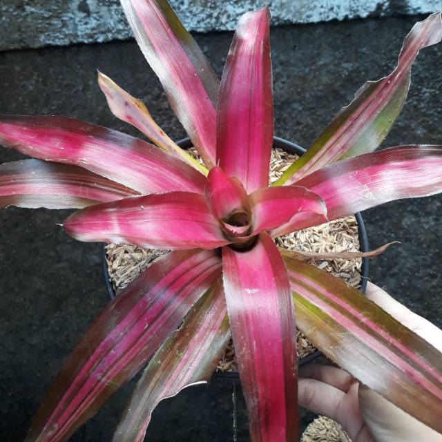 Bromelia tricolor