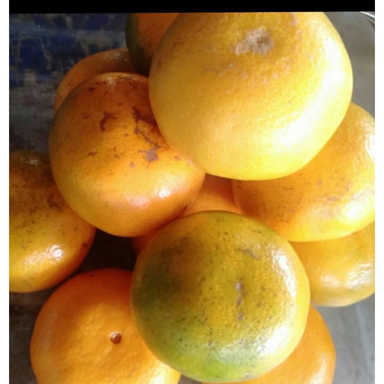 

Jeruk Medan Super size 8 sd 9 buah dalam satu kg