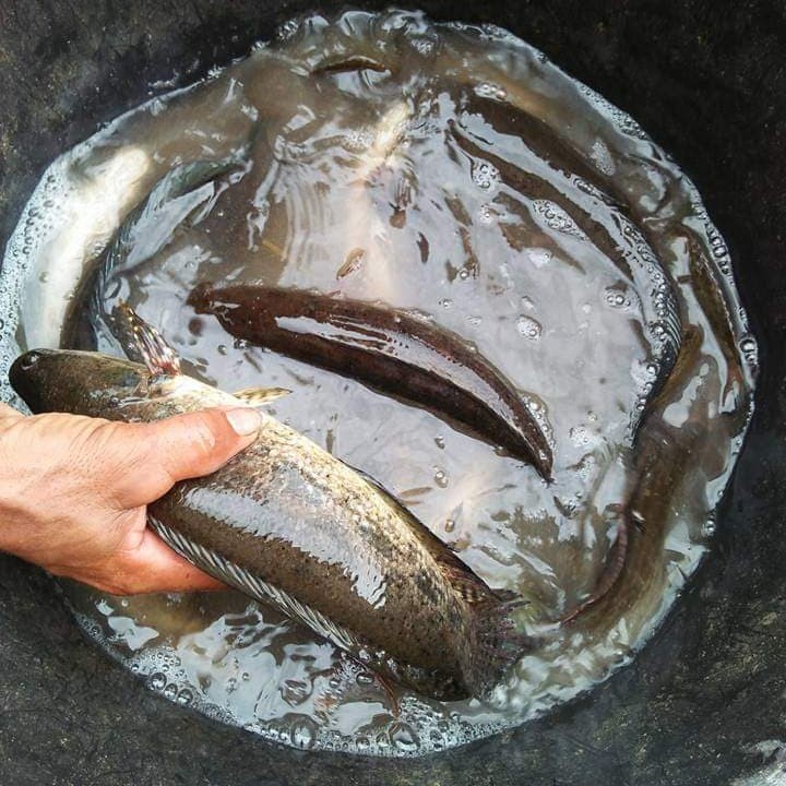 Ikan Gabus Hidup Ikan Segar 1 Kg