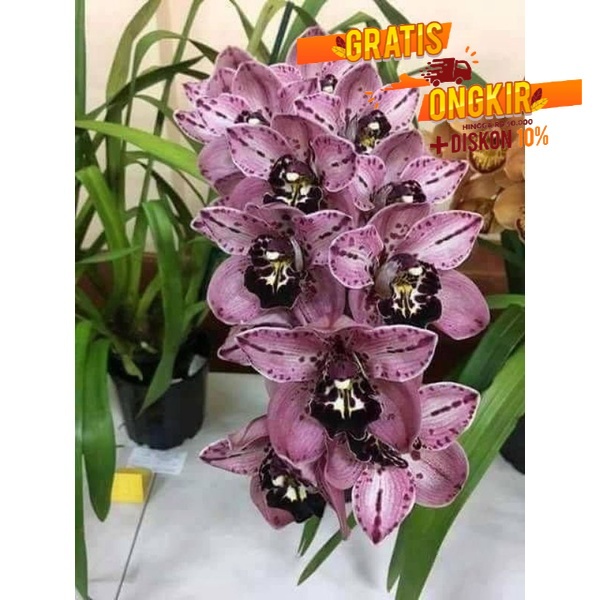 Bunga Anggrek cymbidium purple black - Tanaman Hias Hidup - Bunga Hidup - Bunga Hias