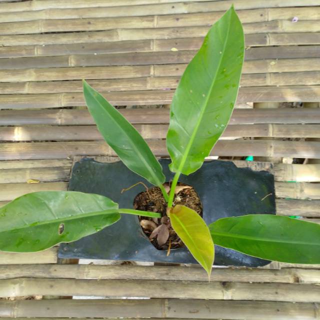 Philodendron Karet Shopee Indonesia