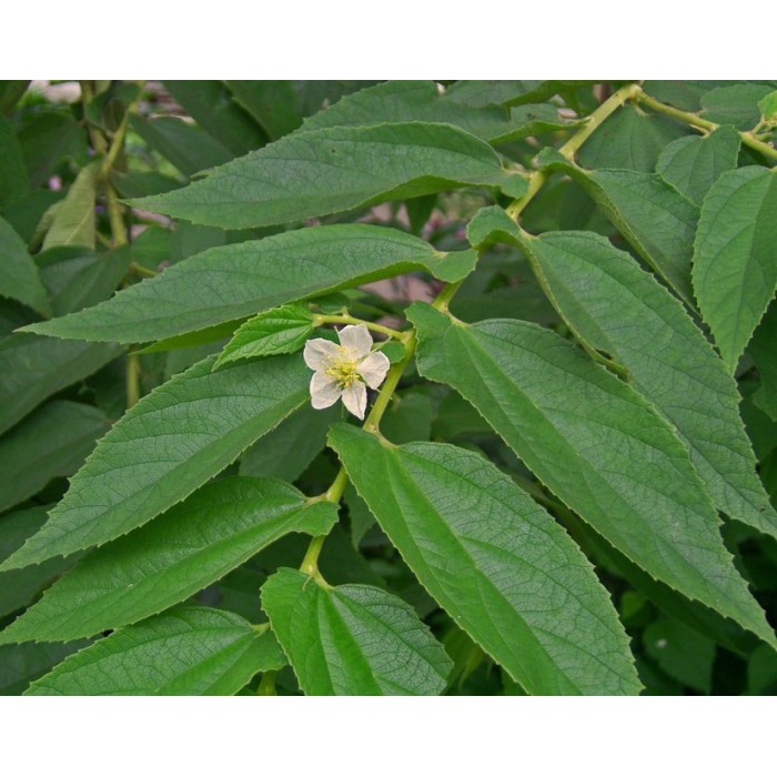 

Daun Kersen Talok Ceri Seri Muntingia Calabura Tuk Diabetes Asam Urat