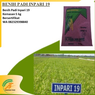 Jual Benih Padi Inpari Bersertifikat Unggul Shopee Indonesia